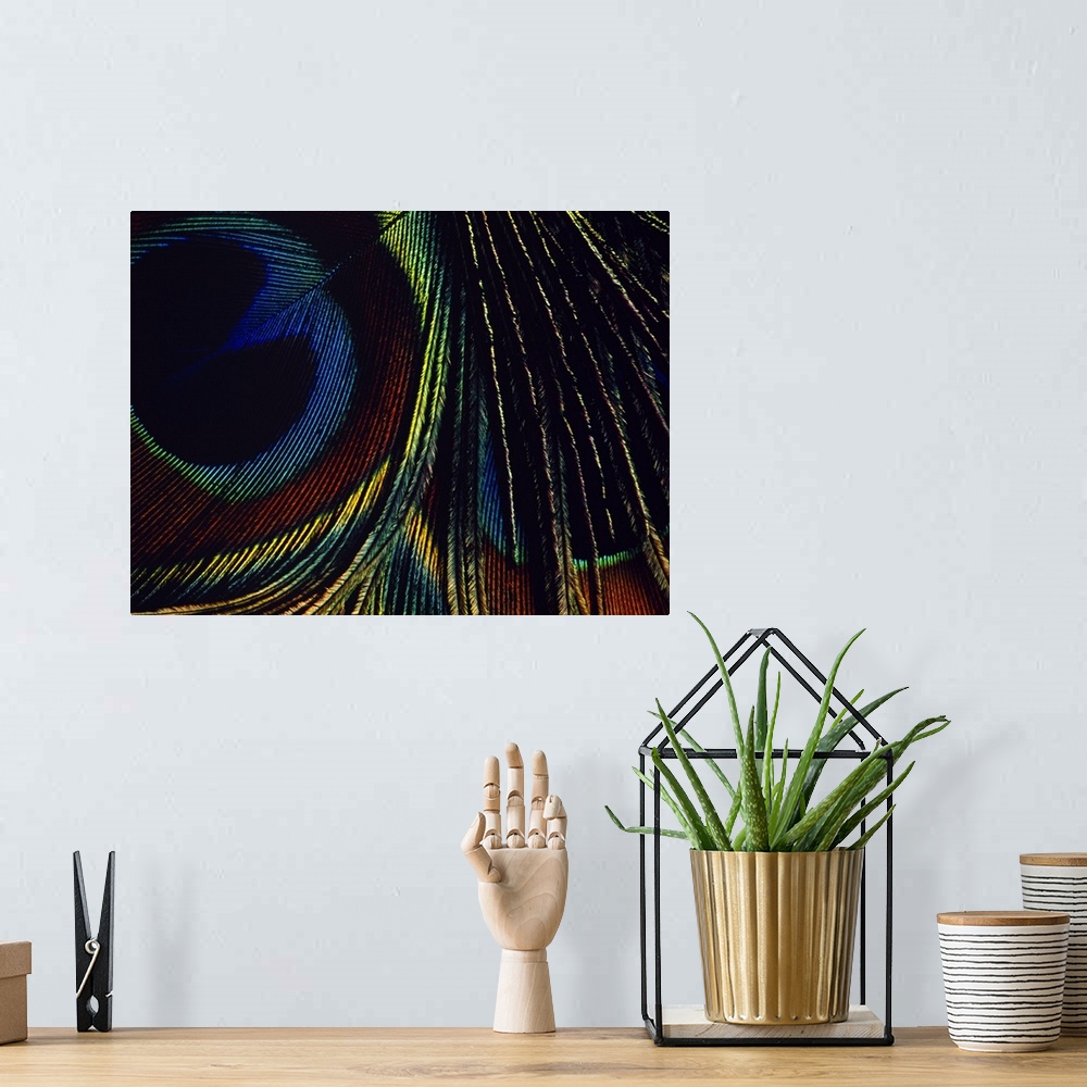 A bohemian room featuring Macro photograph of a single bird feather from a peafowl, showing the patterns and iridescence re...