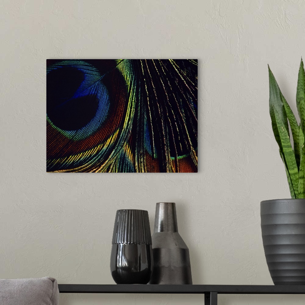 A modern room featuring Macro photograph of a single bird feather from a peafowl, showing the patterns and iridescence re...