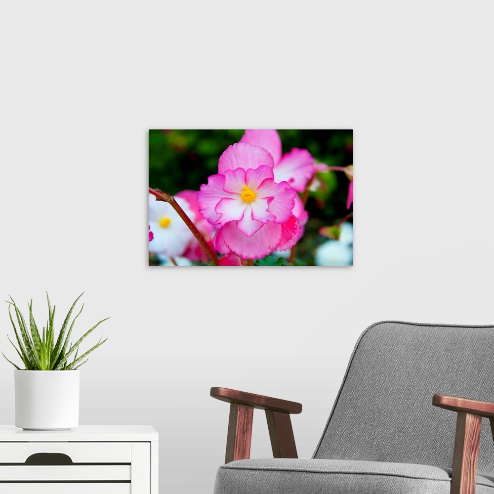 A modern room featuring Close-up of a pink begonia flowers, Victoria, Vancouver Island, British Columbia, Canada