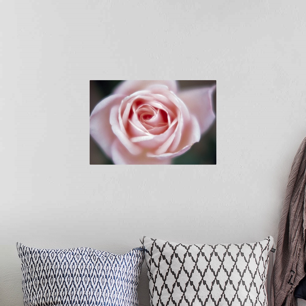 A bohemian room featuring Close-up of a pink rose