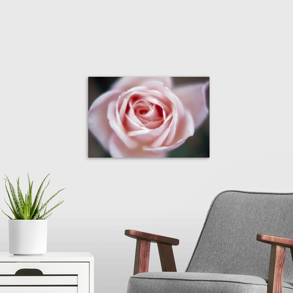 A modern room featuring Close-up of a pink rose