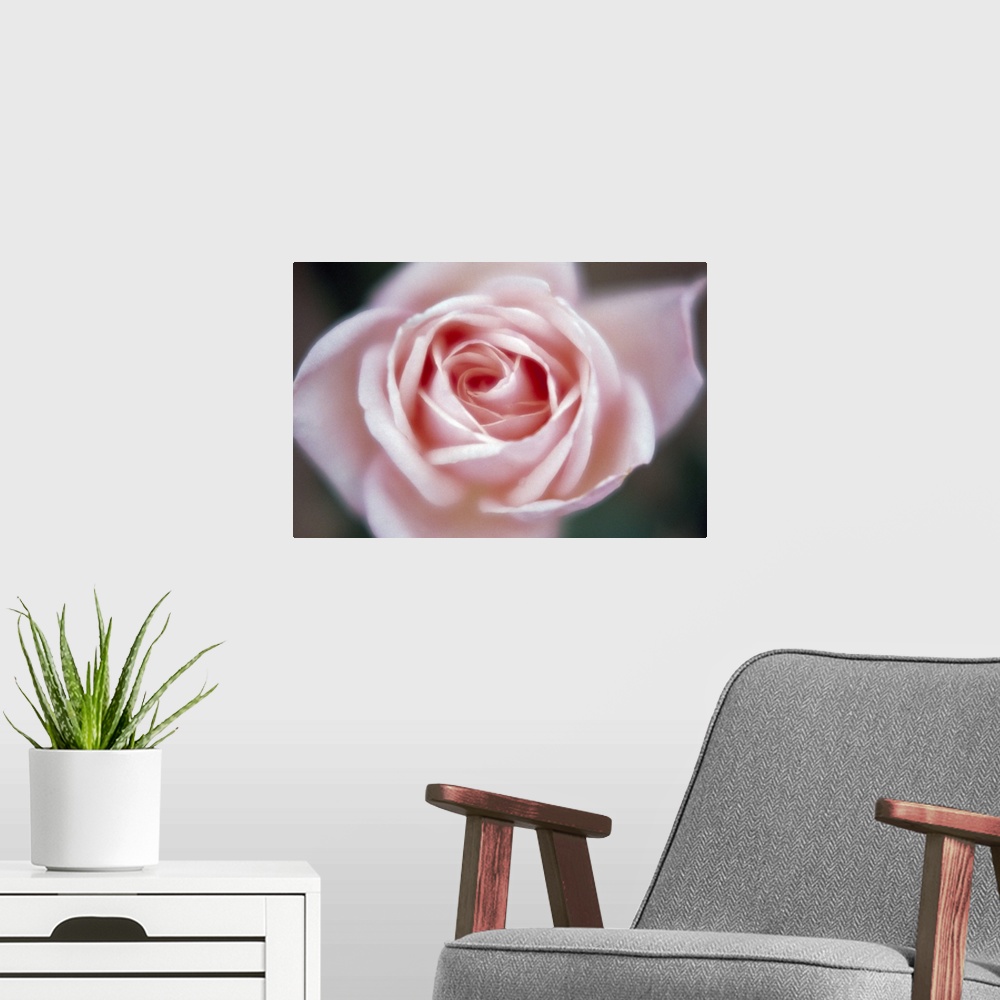 A modern room featuring Close-up of a pink rose