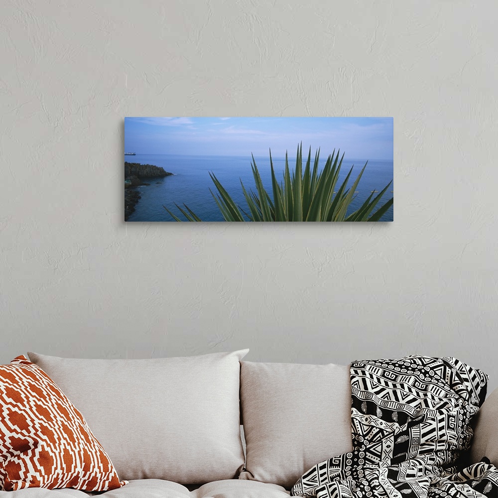 A bohemian room featuring Close-up of a plant with sea in the background, Lido, Funchal, Madeira, Portugal