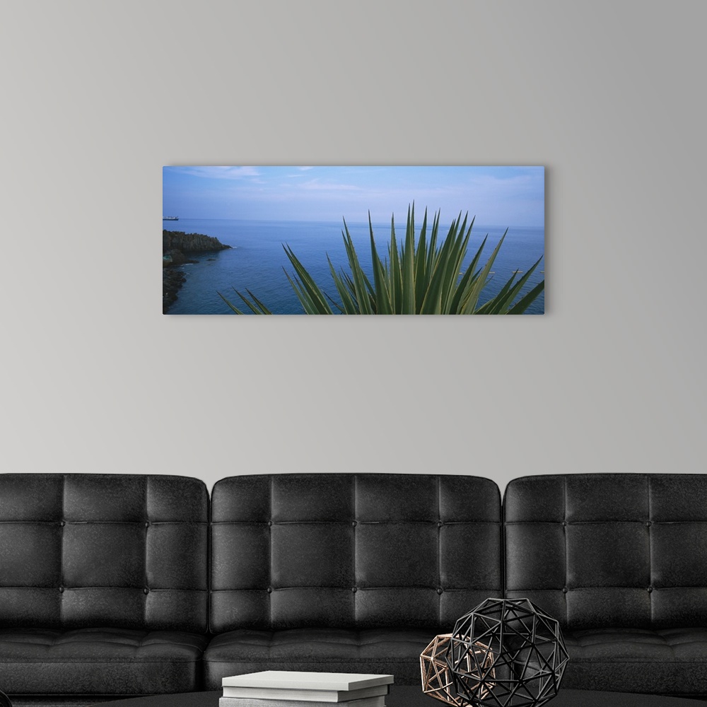 A modern room featuring Close-up of a plant with sea in the background, Lido, Funchal, Madeira, Portugal