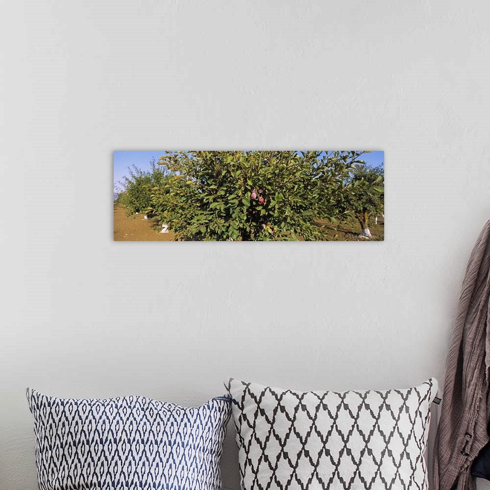 A bohemian room featuring Close-up of a plum tree in an orchard, Gilroy, California