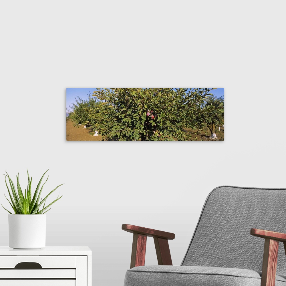 A modern room featuring Close-up of a plum tree in an orchard, Gilroy, California