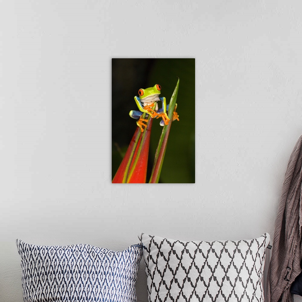 A bohemian room featuring Vertical photo on canvas of a tree frog crawling on the top of a flower.