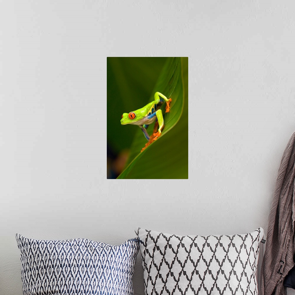 A bohemian room featuring Close up of a Red Eyed Tree frog (Agalychnis callidryas) sitting on a leaf, Costa Rica