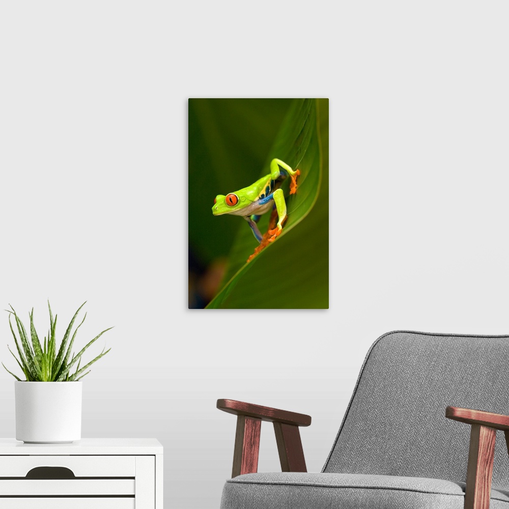 A modern room featuring Close up of a Red Eyed Tree frog (Agalychnis callidryas) sitting on a leaf, Costa Rica