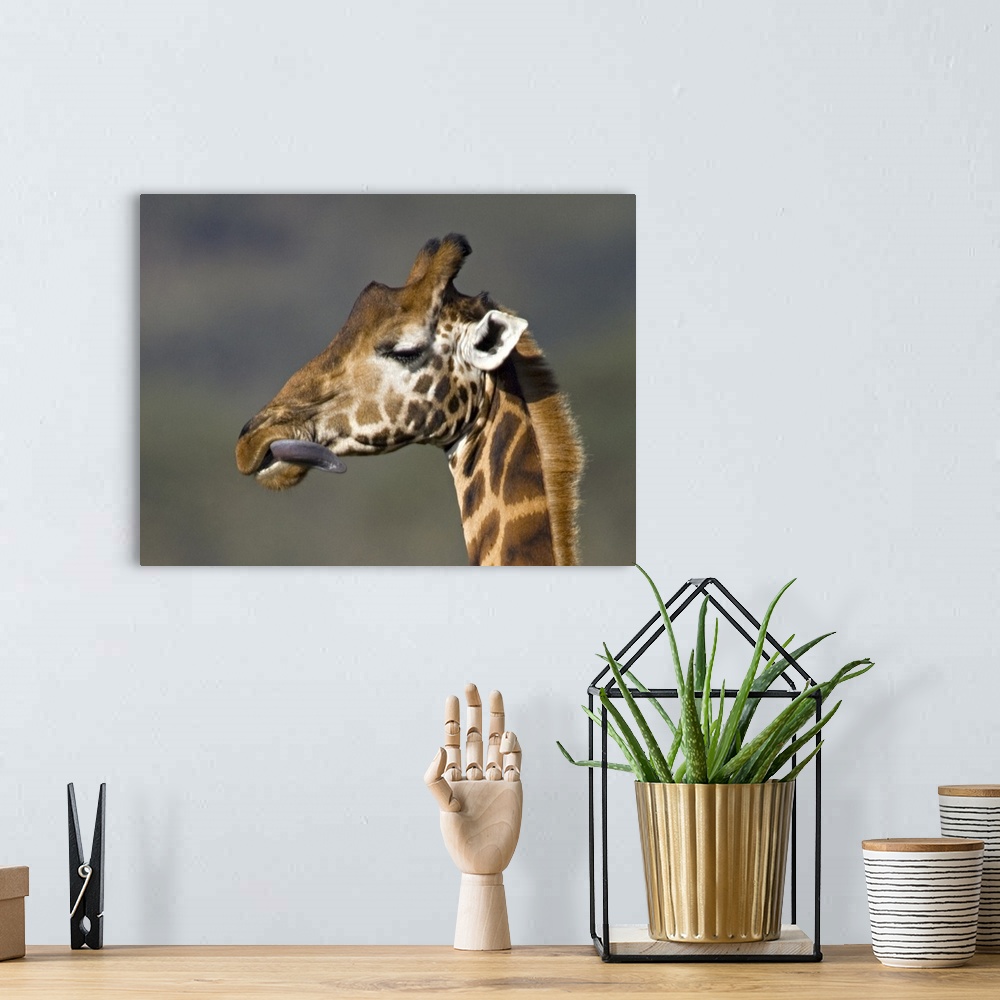 A bohemian room featuring Close-up of a Rothschilds giraffe, Lake Nakuru, Kenya (Giraffa camelopardalis rothschildi)