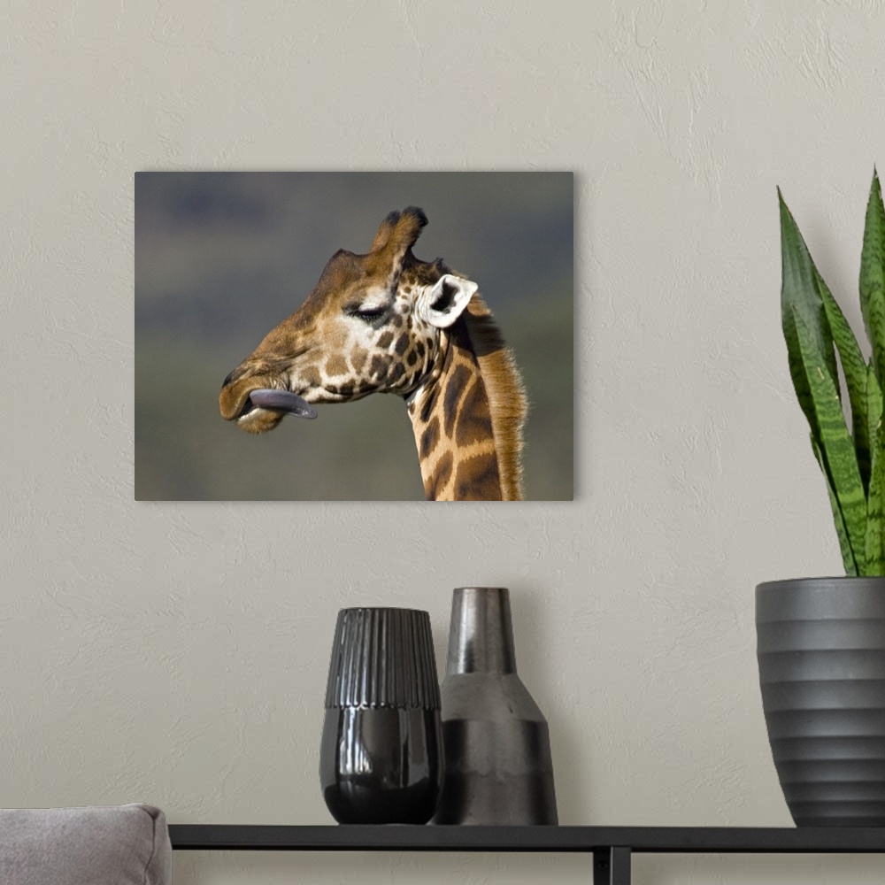 A modern room featuring Close-up of a Rothschilds giraffe, Lake Nakuru, Kenya (Giraffa camelopardalis rothschildi)