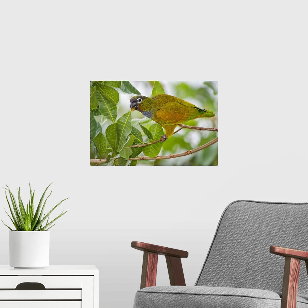 A modern room featuring Close up of a Scaly Headed parrot Pionus maximiliani Three Brothers River Meeting of the Waters S...