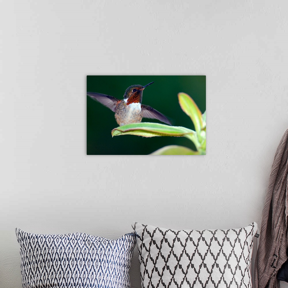 A bohemian room featuring Close up of a Scintillant hummingbird (Selasphorus scintilla), Savegre, Costa Rica
