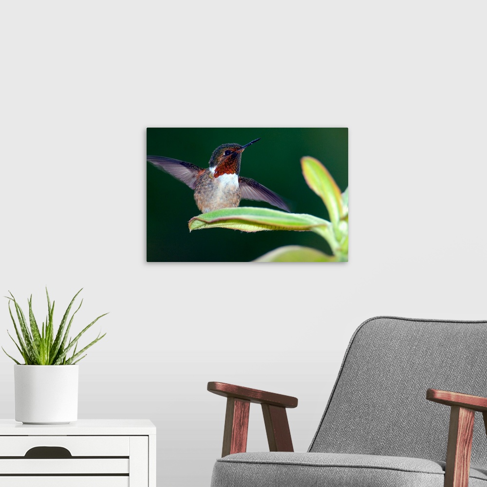 A modern room featuring Close up of a Scintillant hummingbird (Selasphorus scintilla), Savegre, Costa Rica