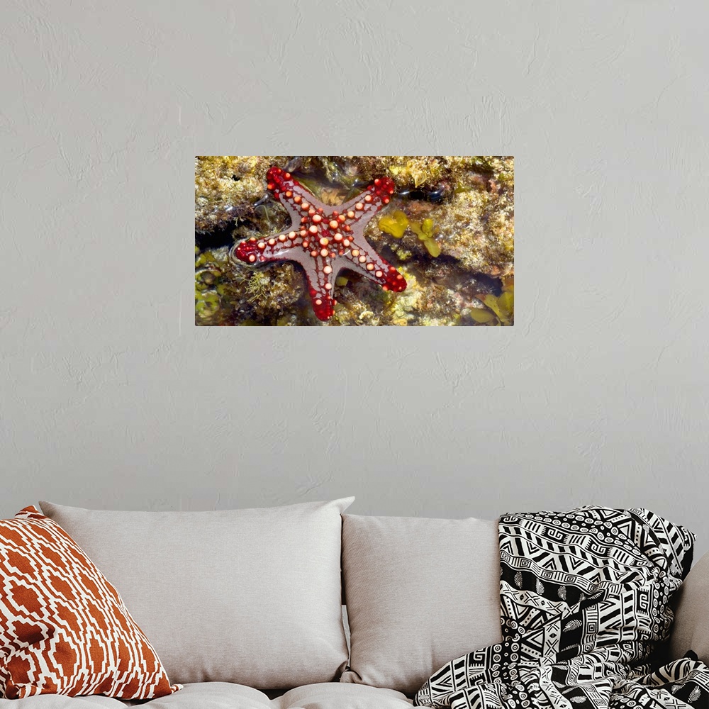 A bohemian room featuring Close-up of a Sea Star