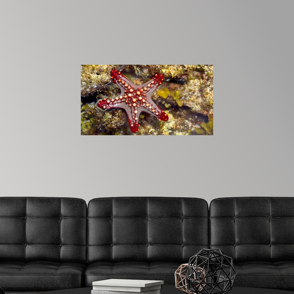 A modern room featuring Close-up of a Sea Star