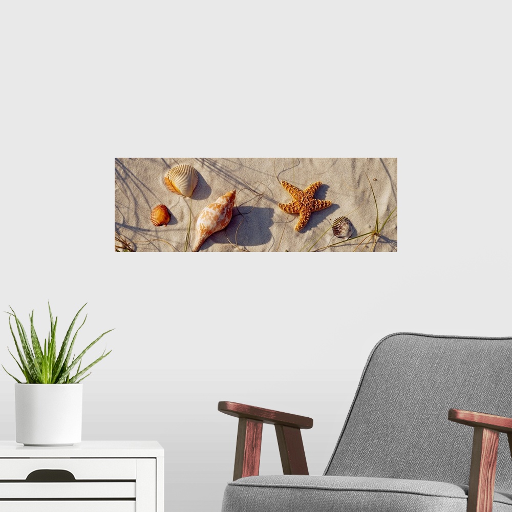 A modern room featuring This panoramic wall hanging shows a variety of stranded marine life and shells arranged on the sa...