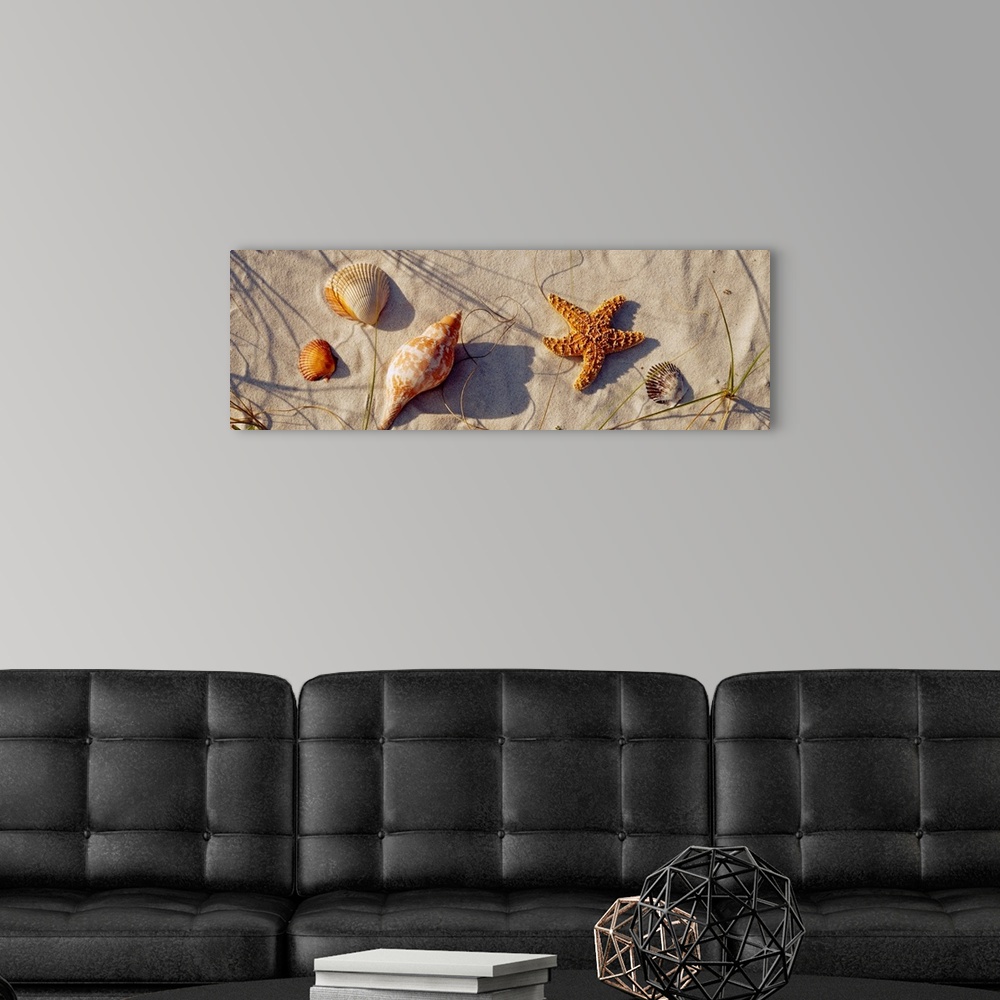 A modern room featuring This panoramic wall hanging shows a variety of stranded marine life and shells arranged on the sa...