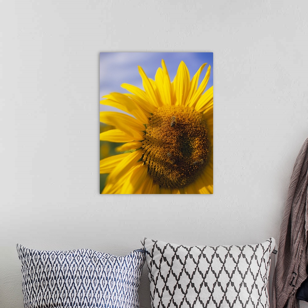 A bohemian room featuring Canvas photo art of the up-close of a sunflower with a bubble bee sitting on top of the head.