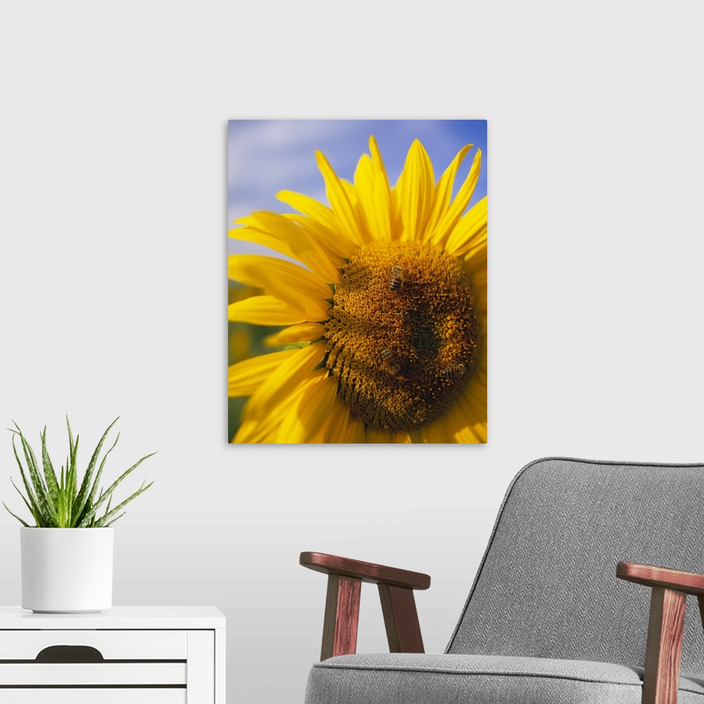 A modern room featuring Canvas photo art of the up-close of a sunflower with a bubble bee sitting on top of the head.