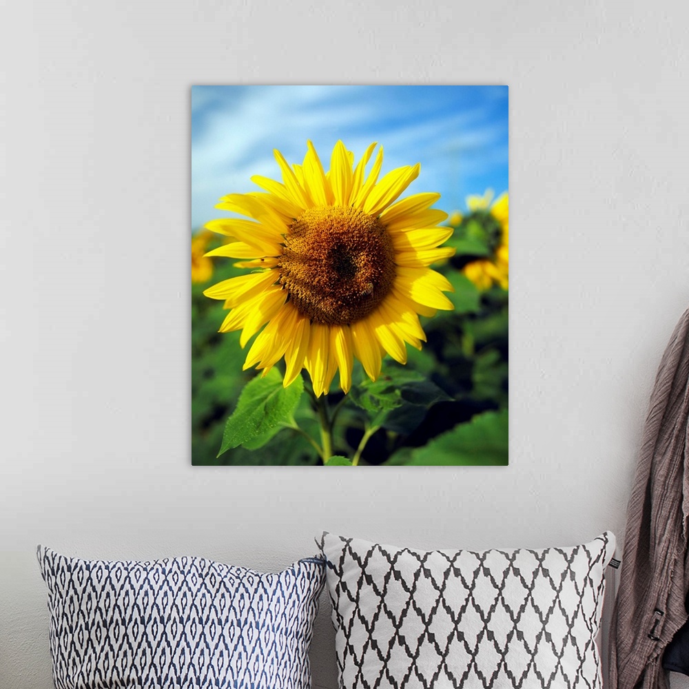 A bohemian room featuring Close-up of a Sunflower (Helianthus annuus), Baden-Wurttemberg, Germany