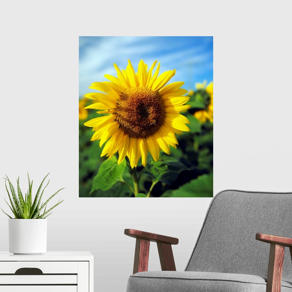 A modern room featuring Close-up of a Sunflower (Helianthus annuus), Baden-Wurttemberg, Germany