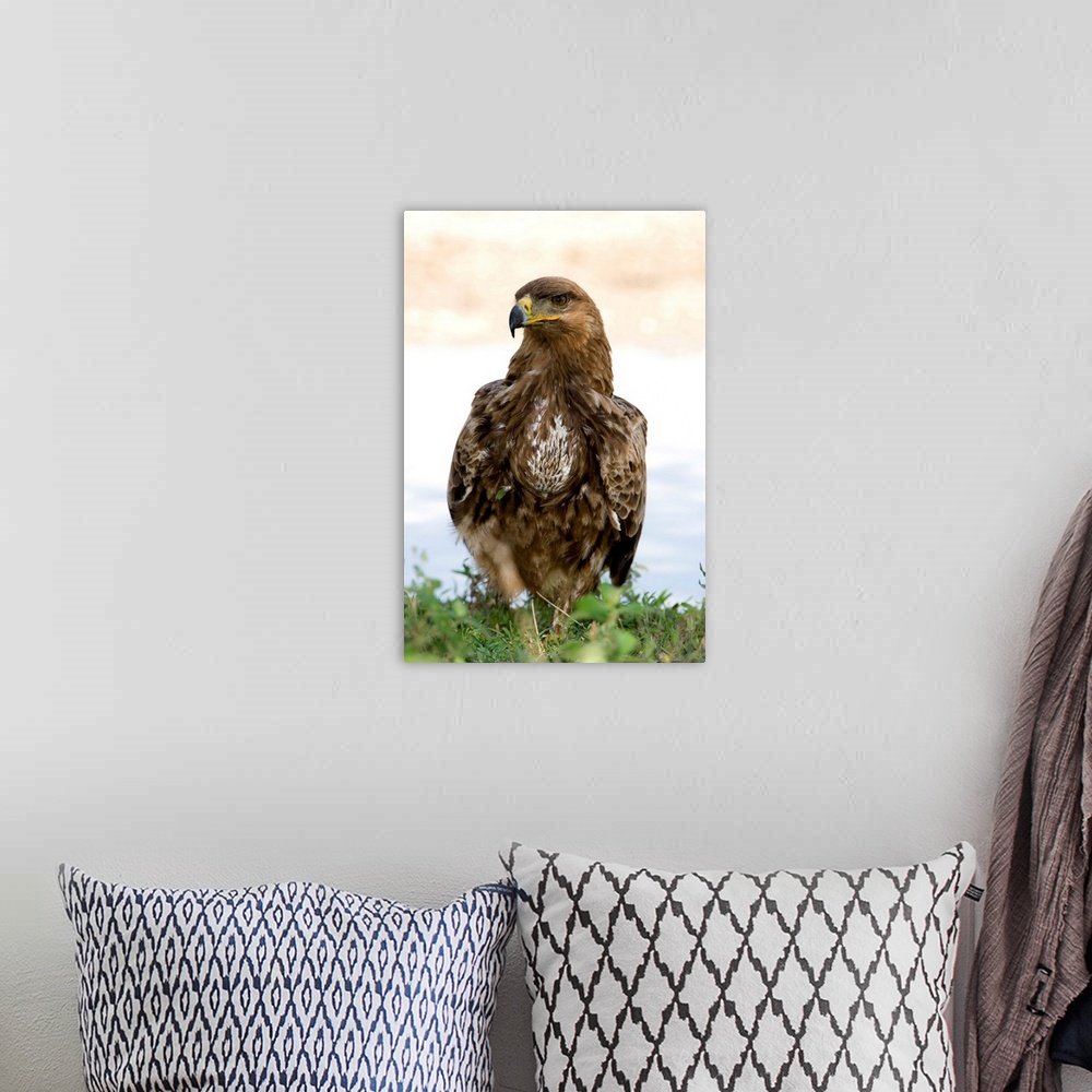 A bohemian room featuring Close up of a Tawny eagle (Aquila rapax), Ndutu, Ngorongoro, Tanzania