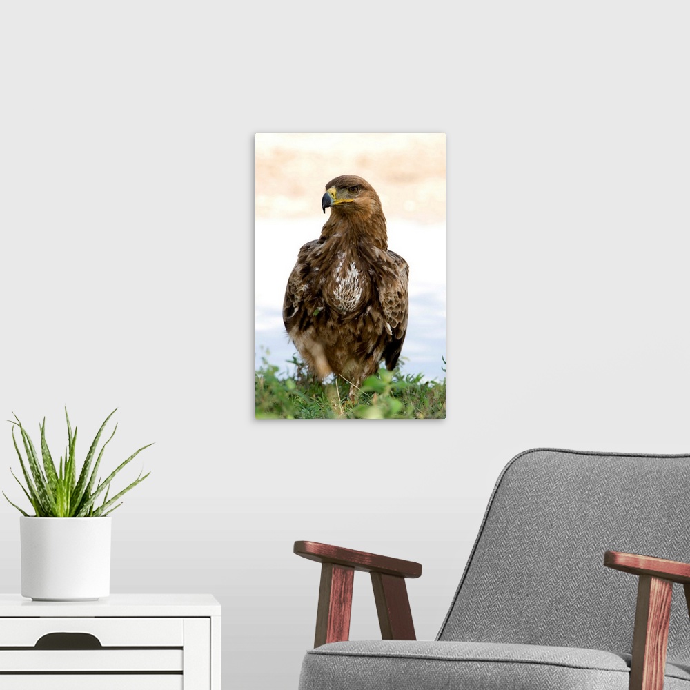 A modern room featuring Close up of a Tawny eagle (Aquila rapax), Ndutu, Ngorongoro, Tanzania