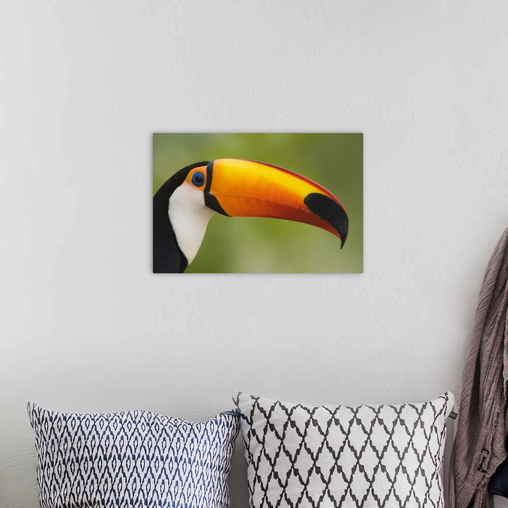 A bohemian room featuring Close up of a Toco toucan Ramphastos toco Three Brothers River Meeting of the Waters State Park P...