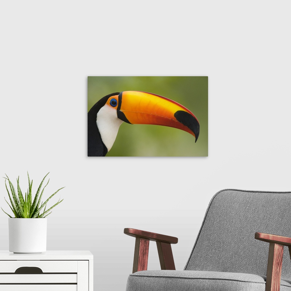 A modern room featuring Close up of a Toco toucan Ramphastos toco Three Brothers River Meeting of the Waters State Park P...