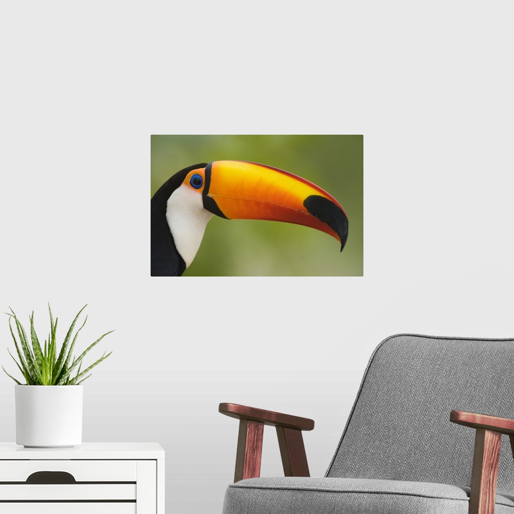 A modern room featuring Close up of a Toco toucan Ramphastos toco Three Brothers River Meeting of the Waters State Park P...
