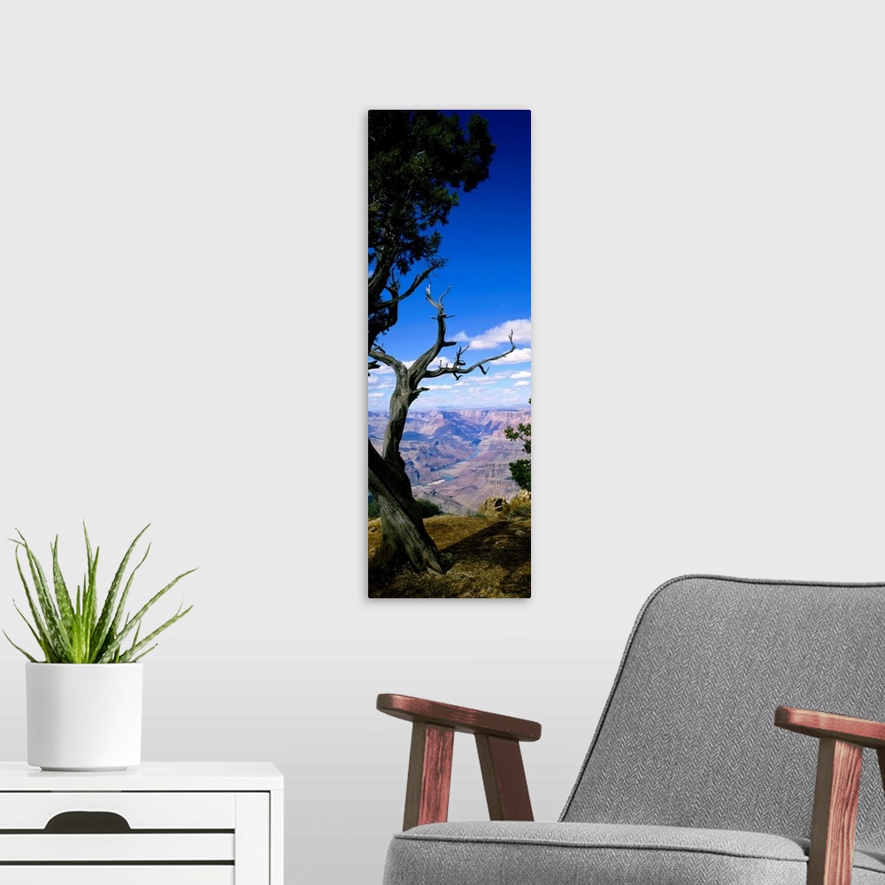 A modern room featuring Huge vertical photograph involving a close-up of a tree in Grand Canyon National Park, Arizona (A...