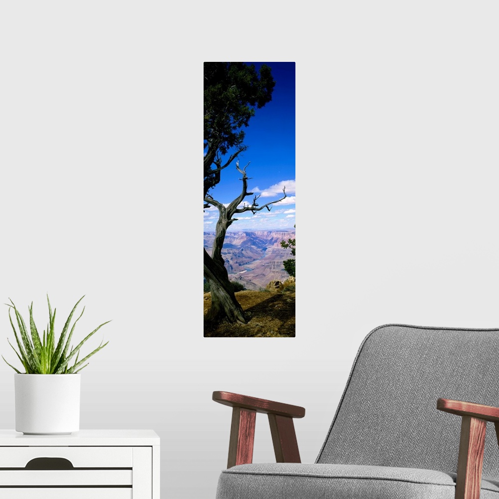 A modern room featuring Huge vertical photograph involving a close-up of a tree in Grand Canyon National Park, Arizona (A...