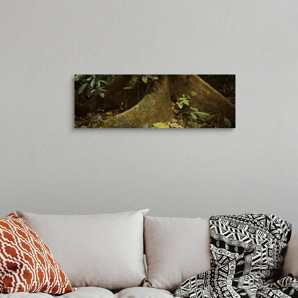 A bohemian room featuring Close-up of a tree root, Carara National Park, Costa Rica