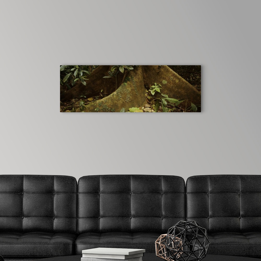 A modern room featuring Close-up of a tree root, Carara National Park, Costa Rica