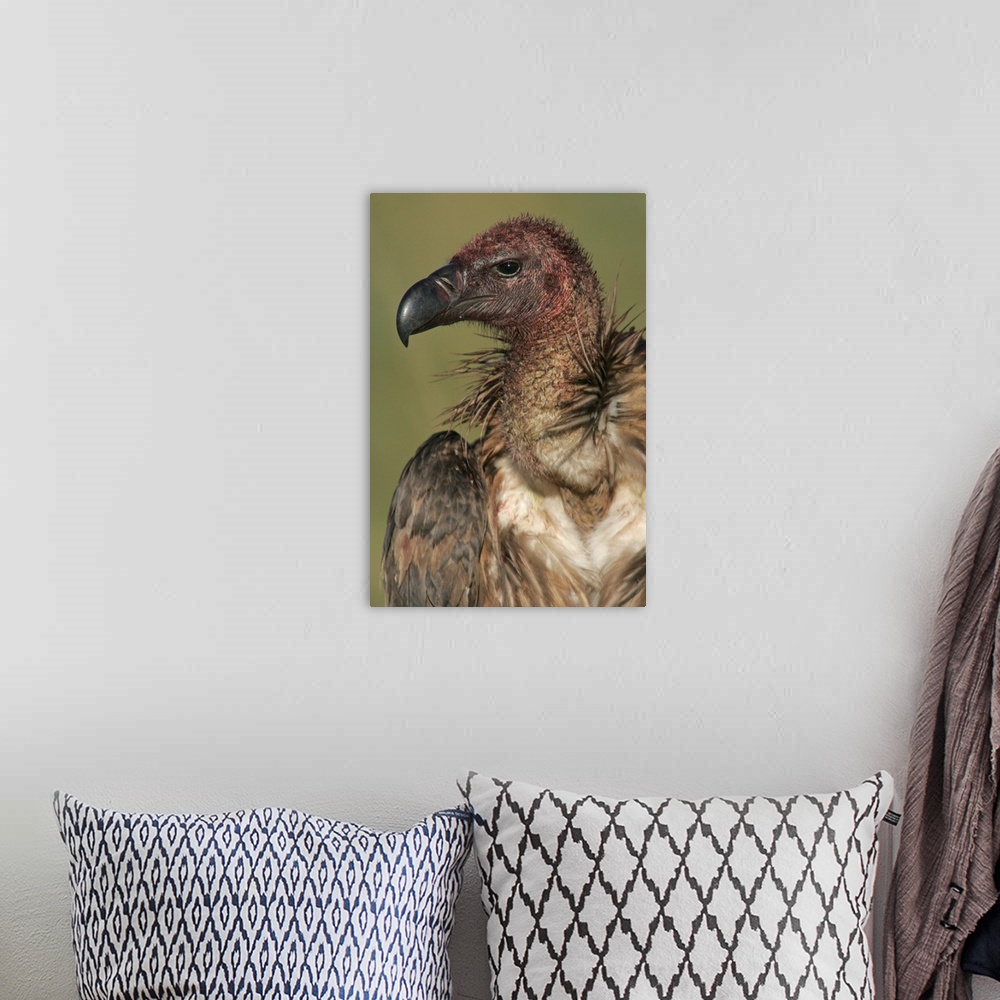 A bohemian room featuring Close-up of a White-Backed Vulture (Gyps Africanus), Masai Mara National Reserve, Kenya