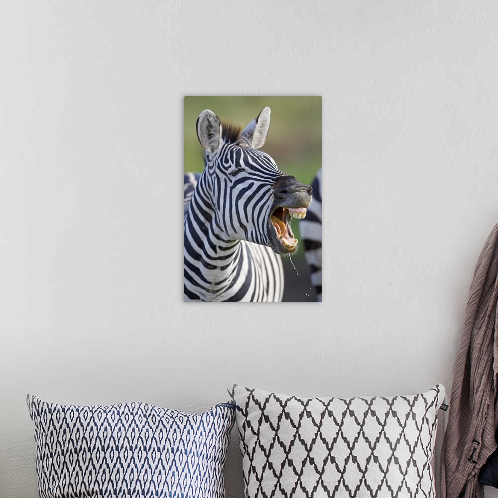 A bohemian room featuring Close-up of a zebra calling, Ngorongoro Crater, Ngorongoro Conservation Area, Tanzania