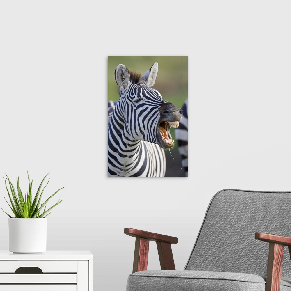 A modern room featuring Close-up of a zebra calling, Ngorongoro Crater, Ngorongoro Conservation Area, Tanzania