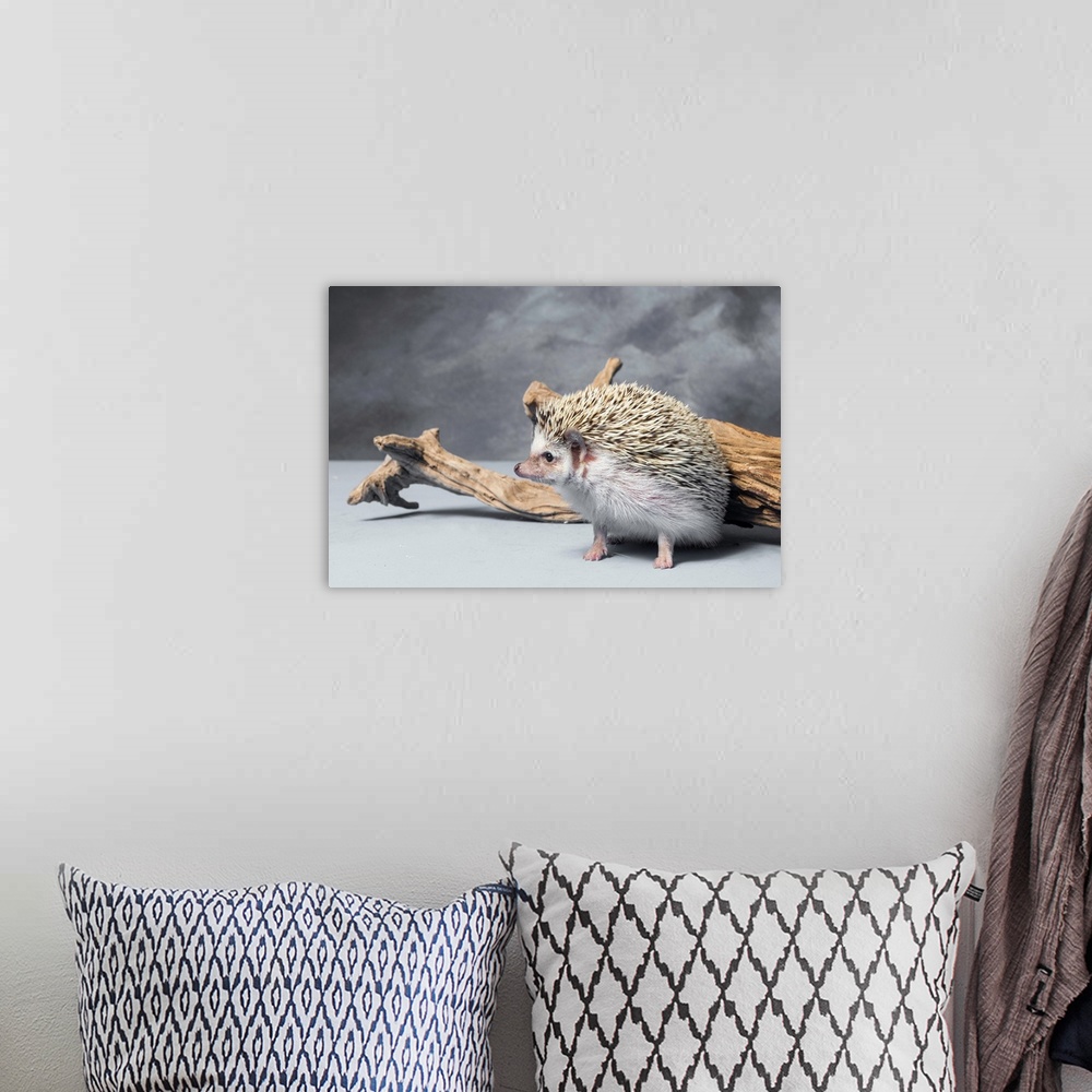 A bohemian room featuring Close-up of African pygmy hedgehog