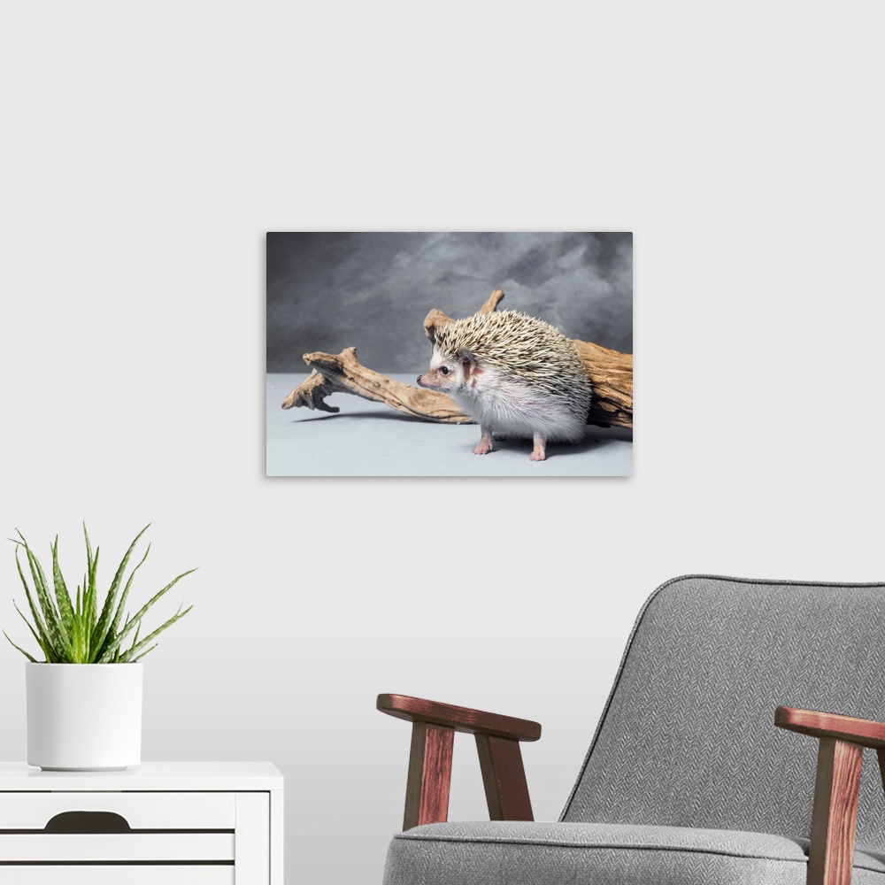 A modern room featuring Close-up of African pygmy hedgehog