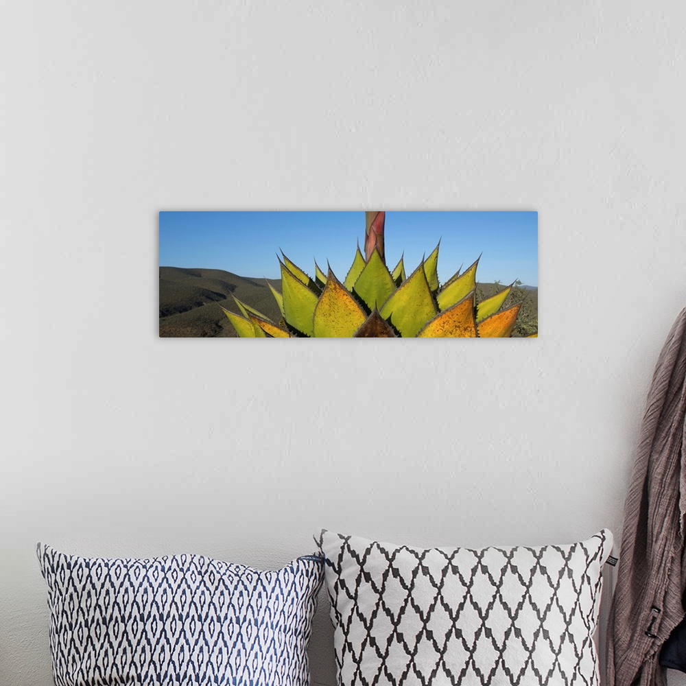 A bohemian room featuring Close-up of Agave plant, Baja California, Mexico.
