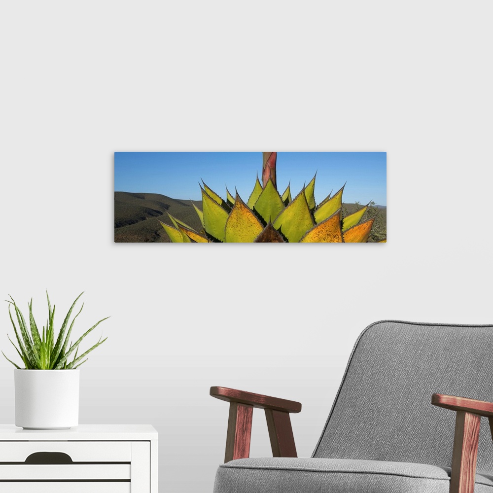 A modern room featuring Close-up of Agave plant, Baja California, Mexico.