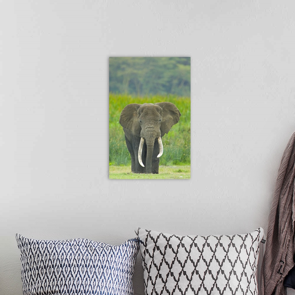 A bohemian room featuring Close-up of an African elephant in a field, Ngorongoro Crater, Arusha Region, Tanzania (Loxodonta...