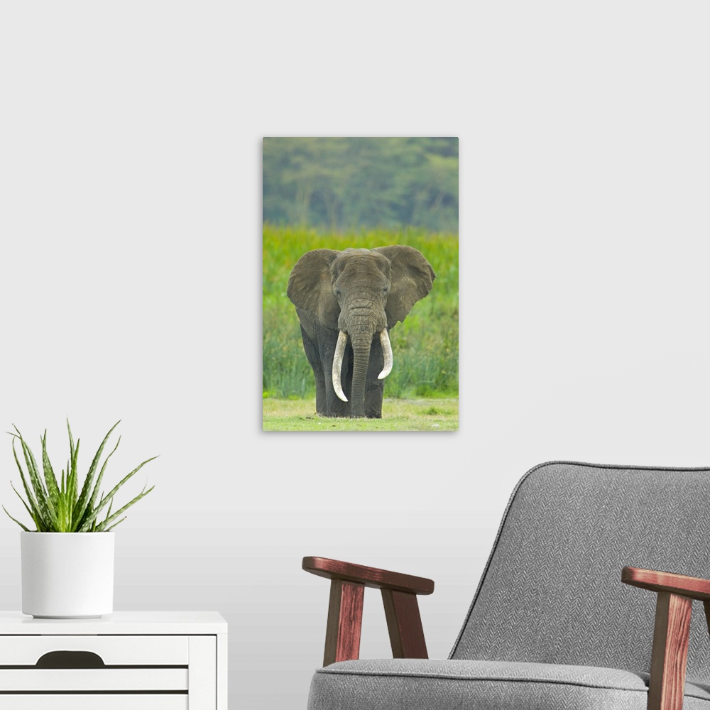 A modern room featuring Close-up of an African elephant in a field, Ngorongoro Crater, Arusha Region, Tanzania (Loxodonta...