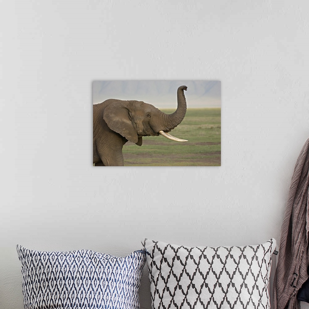 A bohemian room featuring Close-up of an African elephant, Ngorongoro Crater, Arusha Region, Tanzania (Loxodonta Africana)