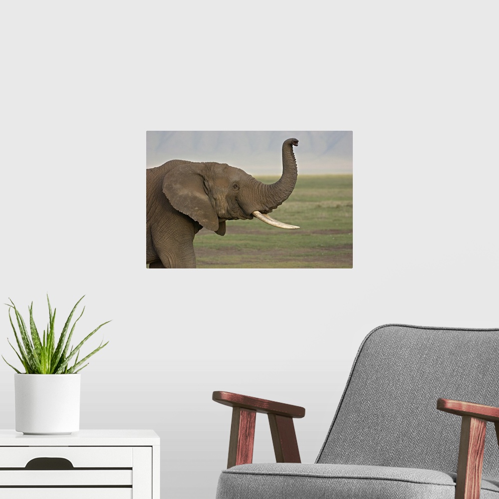 A modern room featuring Close-up of an African elephant, Ngorongoro Crater, Arusha Region, Tanzania (Loxodonta Africana)