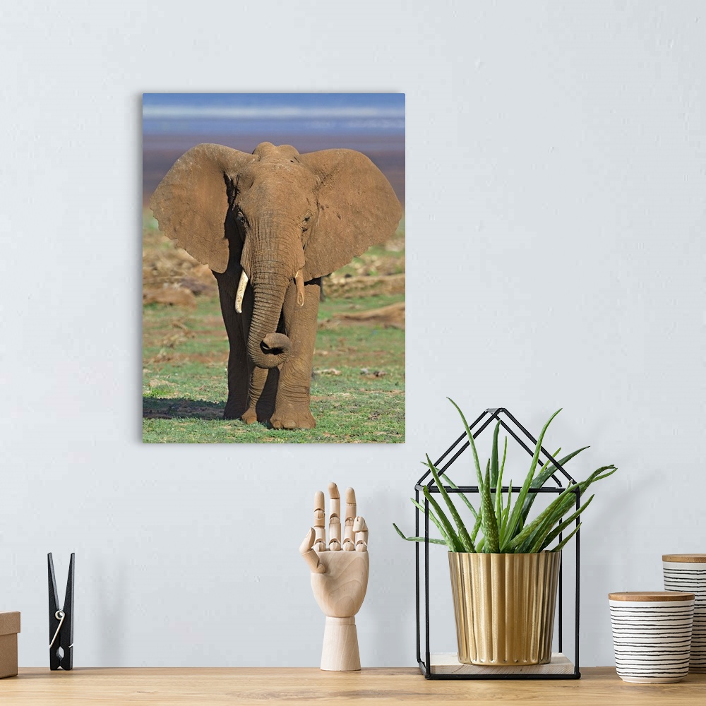 A bohemian room featuring Close-up of an African elephant walking in a field, Lake Manyara, Arusha Region, Tanzania (Loxodo...