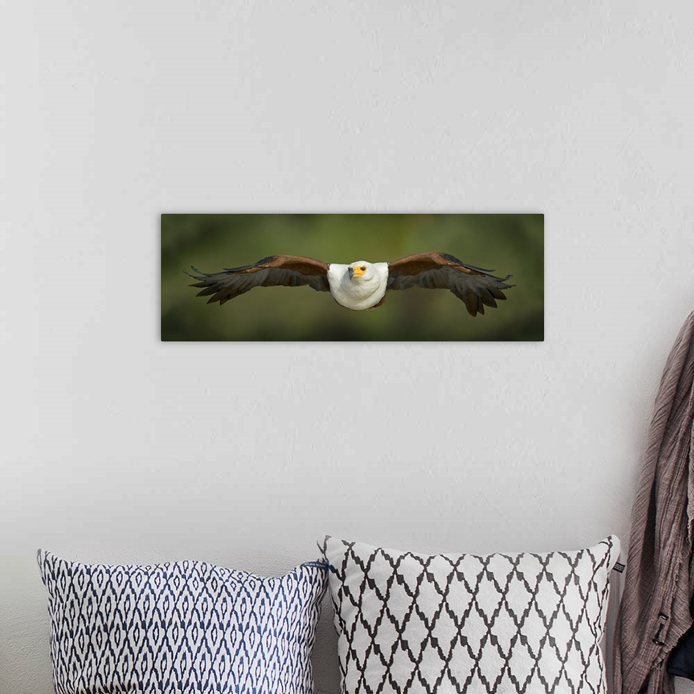 A bohemian room featuring Close-up of an African Fish Eagle (Haliaeetus Vocifer) flying, Lake Baringo, Kenya