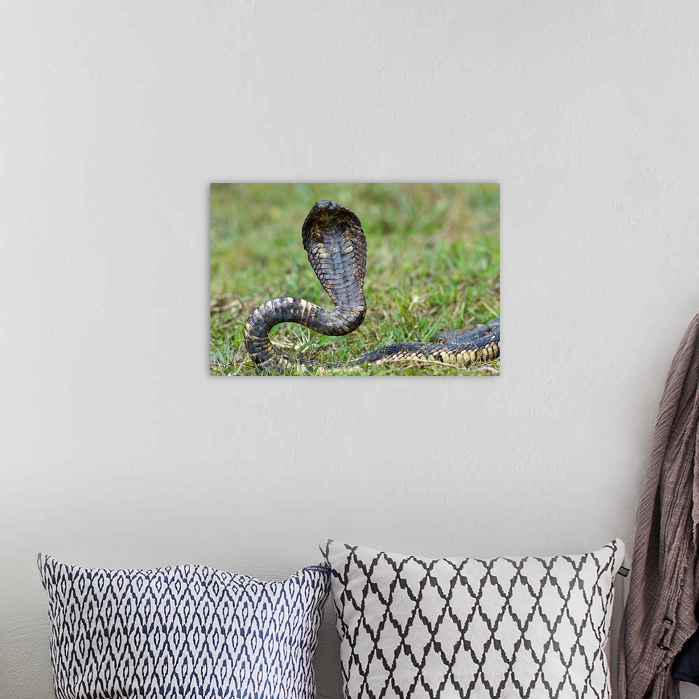 A bohemian room featuring Close up of an Egyptian cobra (Heloderma horridum) rearing up, Lake Victoria, Uganda