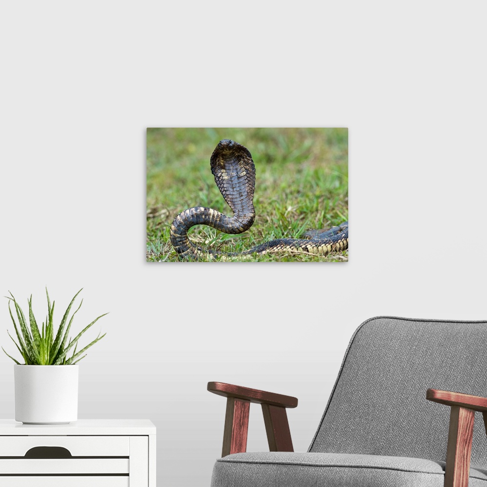 A modern room featuring Close up of an Egyptian cobra (Heloderma horridum) rearing up, Lake Victoria, Uganda